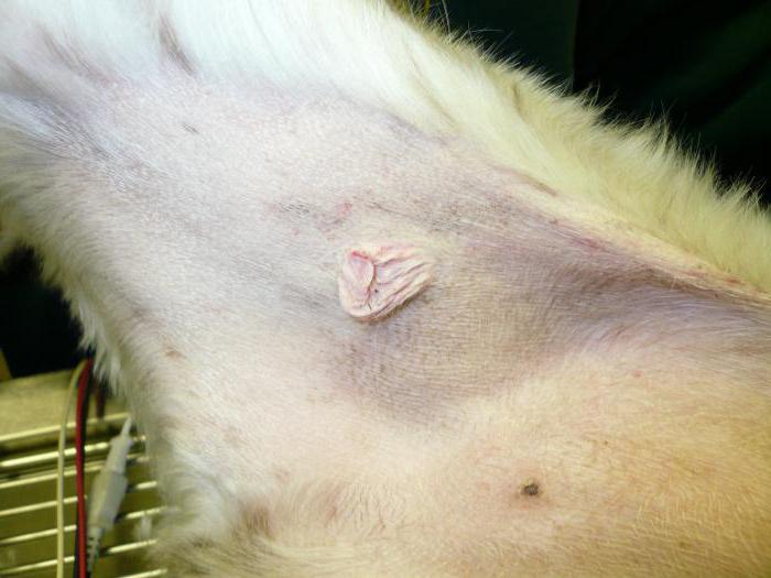 un gatto sullo stomaco ha un nodulo sotto la pelle dopo la sterilizzazione