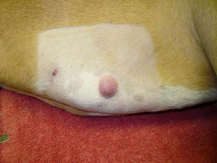 un gatto sul suo stomaco ha un nodulo sotto la pelle che guarire