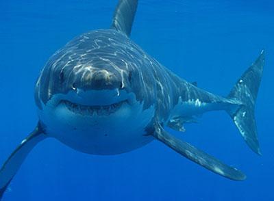 ci sono squali nel Mar Nero