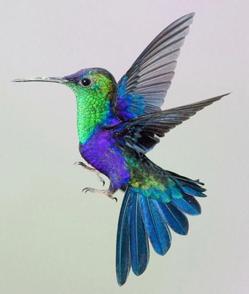 colibrì nel territorio di Krasnodar