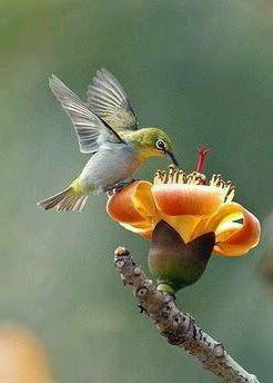 colibrì uccello regione di Krasnodar