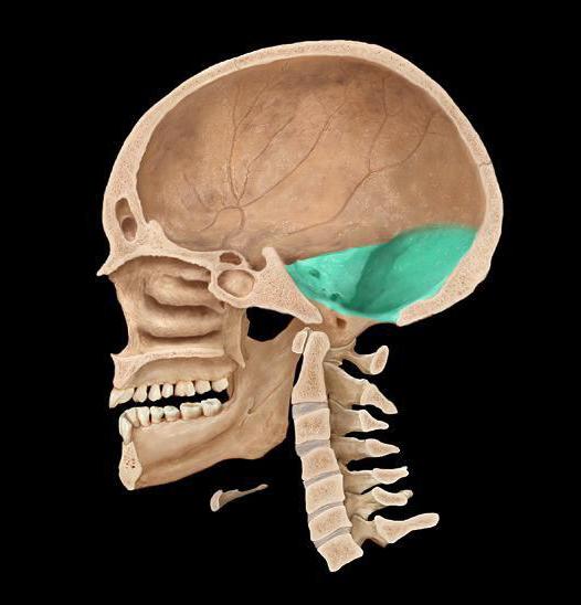 quali ossa formano la base del cranio